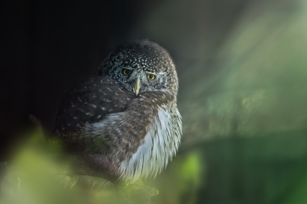 Curious Forest Owl by Jiří Švestka — canvas wall art