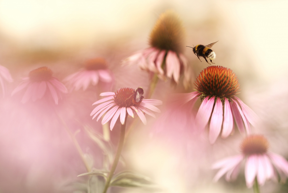 Bumblebee's Pink Garden by Ellen van Deelen — canvas wall art