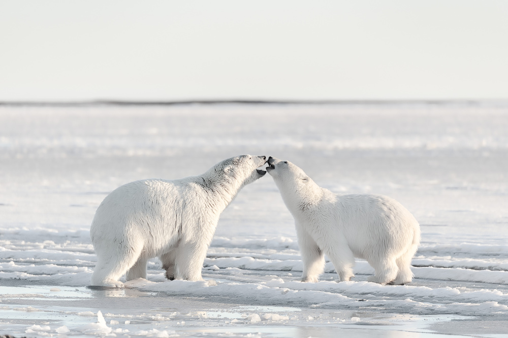 Polar Bear Affection by Eiji Itoyama — canvas wall art