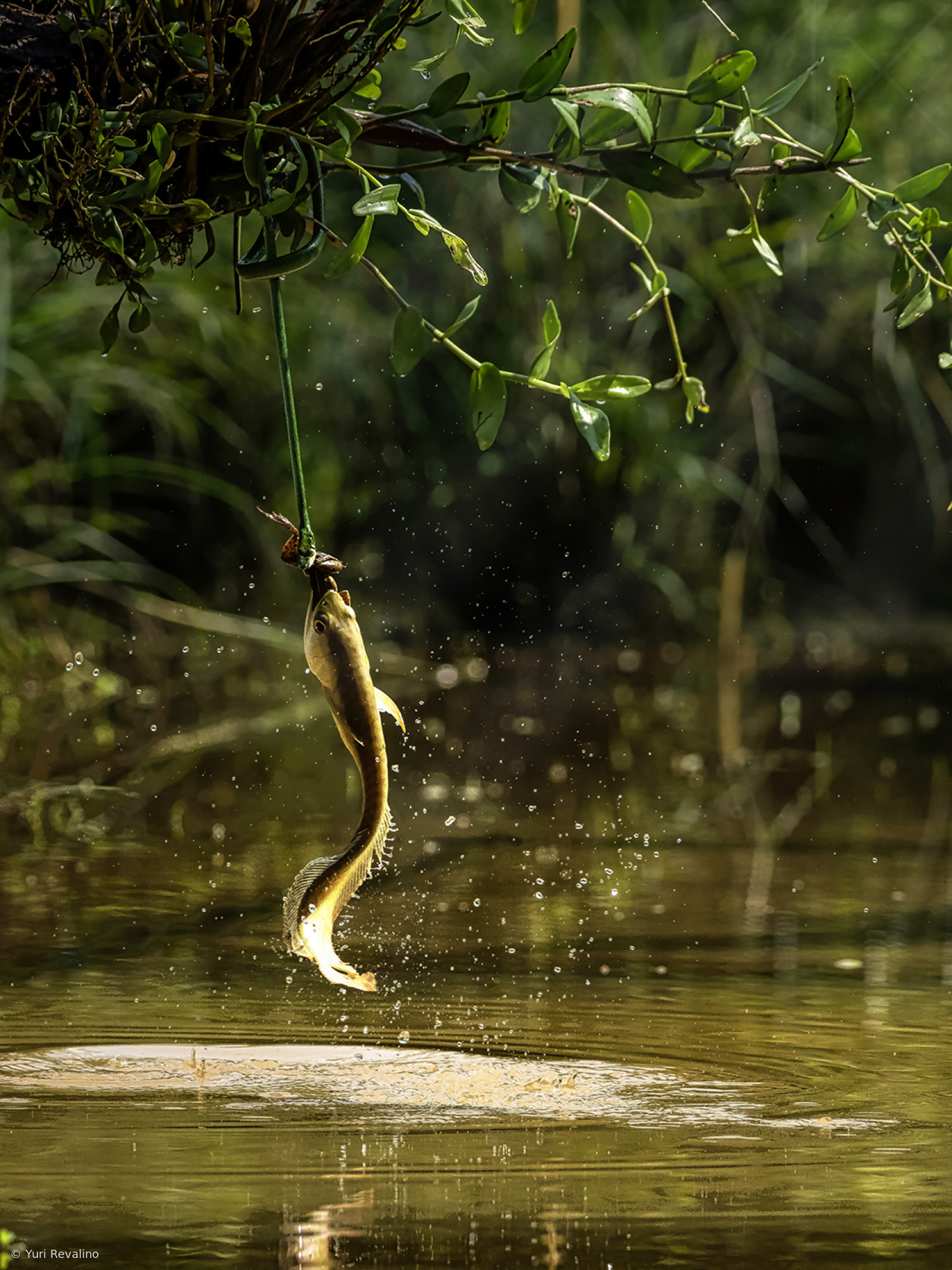 Nature’s ultimate mid-air robbery