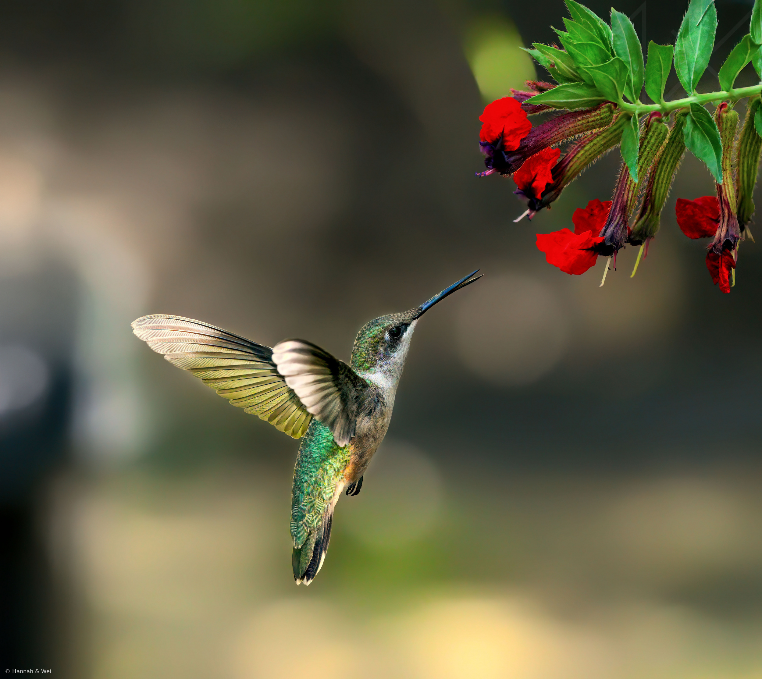 Hummingbird
