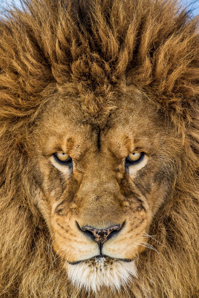 Intense Lion Gaze by Mike Centioli — canvas wall art