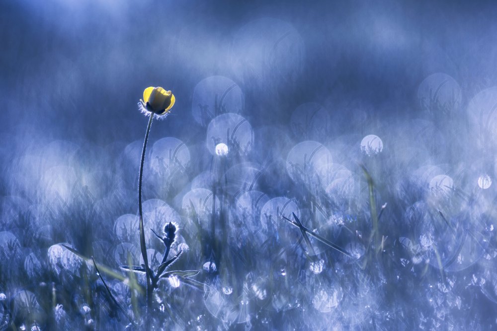 Buttercup Morning Glow by Benjamine Hullot Scalvenzi — canvas wall art