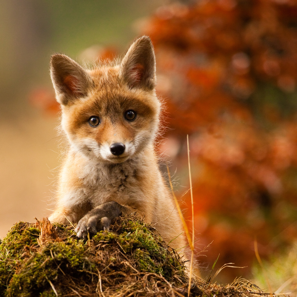 Curious Baby Fox by Robert Adamec — canvas wall art