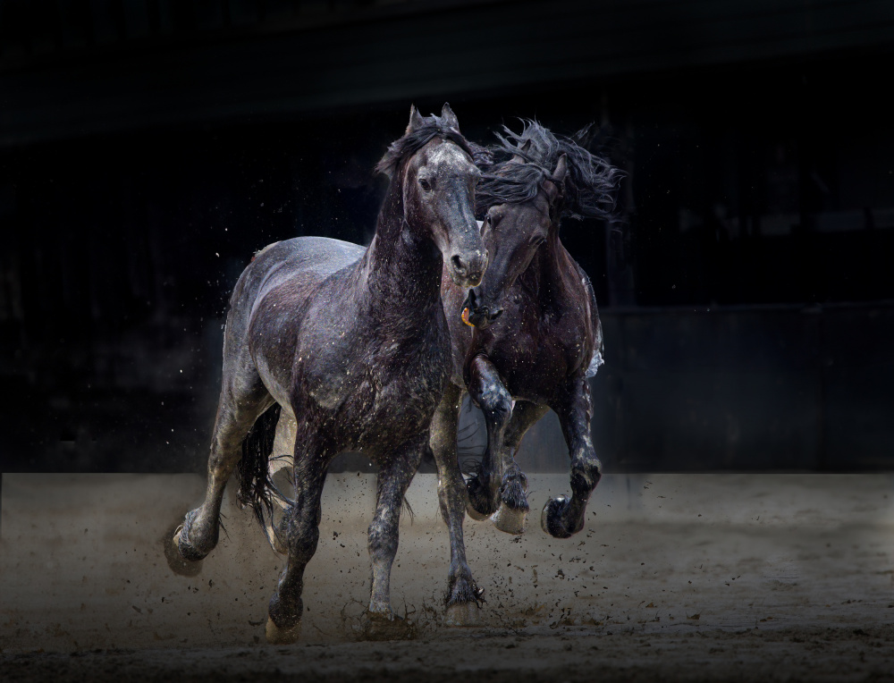 Wild Horses In Motion by Dennis Zhang — canvas wall art