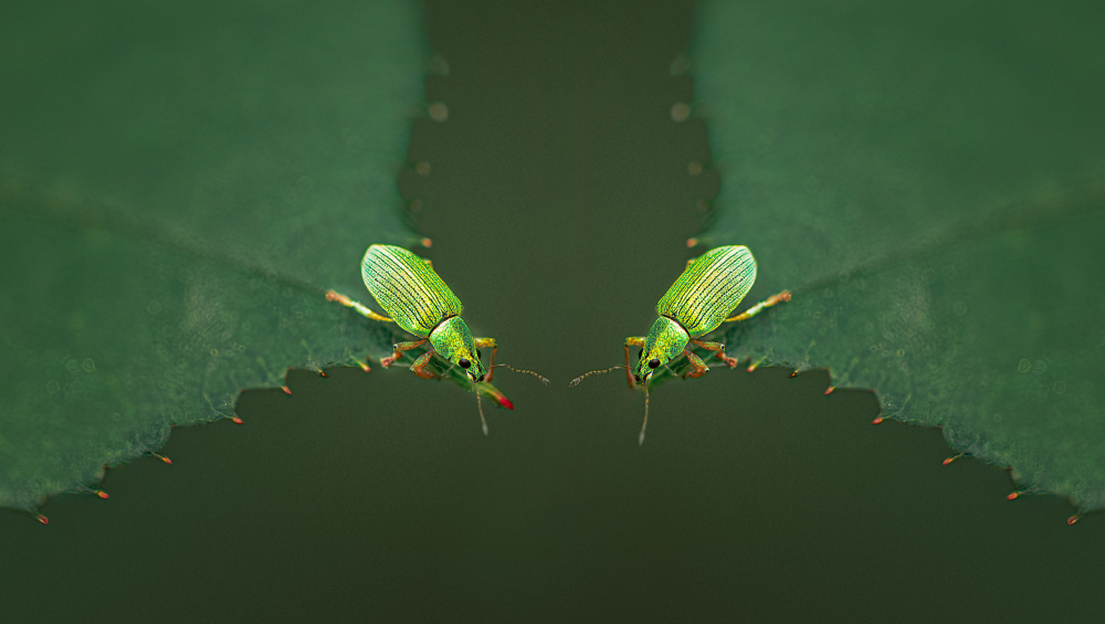 Mirrored Green Beetles by Molly Fu APA — canvas wall art