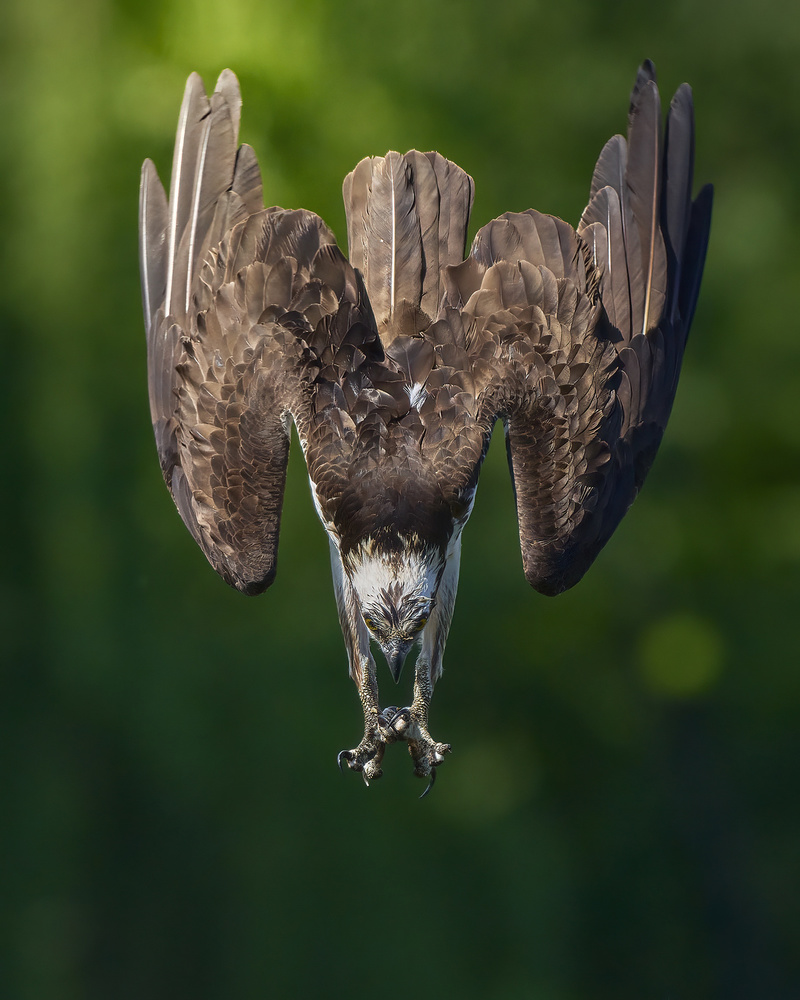 Focused Osprey Dive by Johnny Chen — canvas wall art