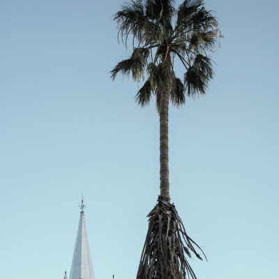 Tall Palm Tree Against A Clock Tower