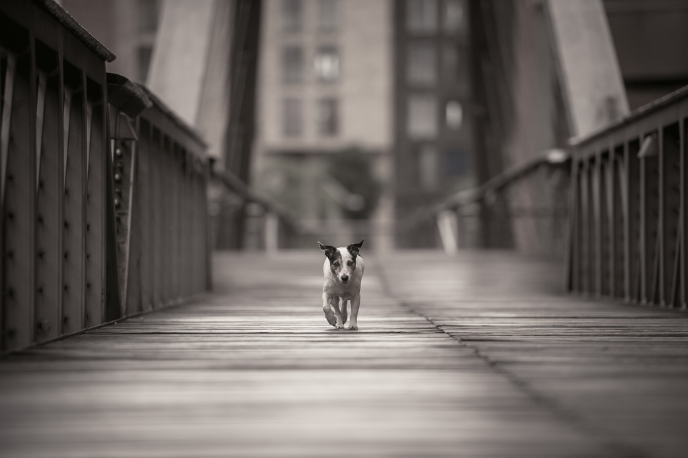 Little Dog on Bridge by Heike Willers — canvas wall art