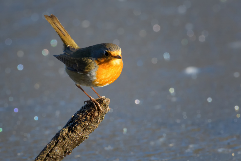 Bright Winter Robin by Marco Galimberti — canvas wall art