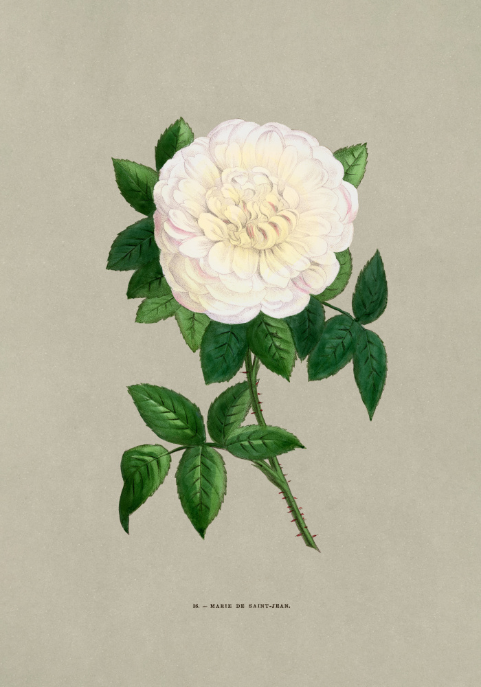 Rose Marie De Saint Jean by F. Grobon — canvas wall art