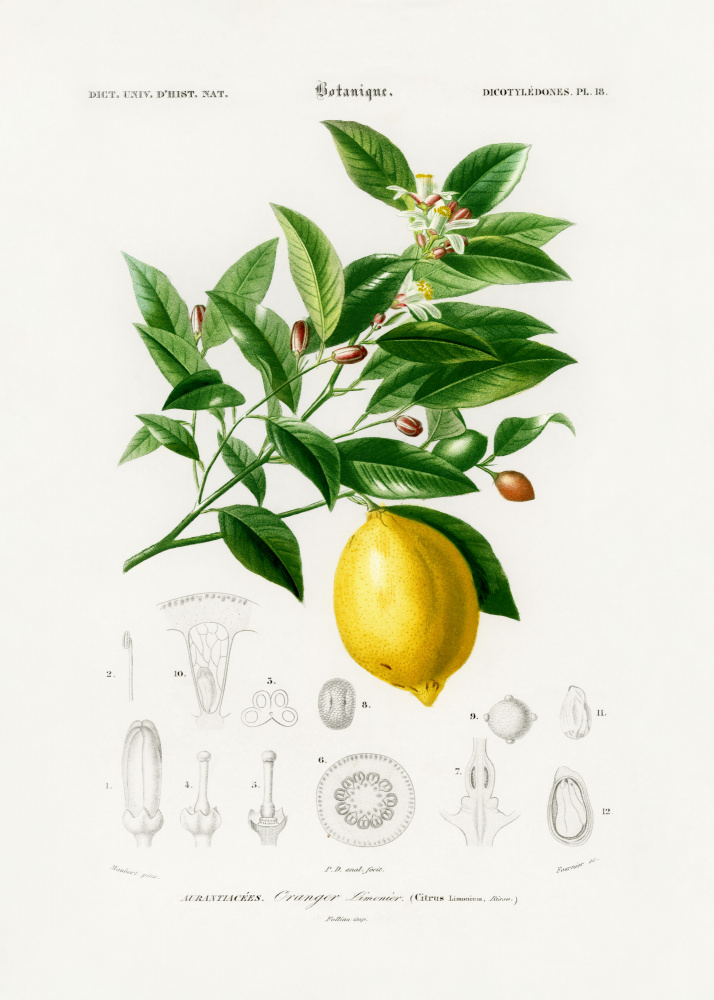 Lemon (citrus Limonium) by Charles Dessalines D Orbigny — canvas wall art