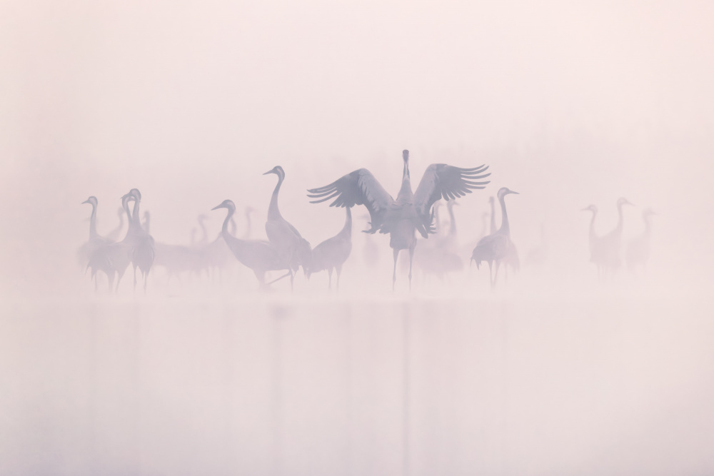 Ethereal Morning Cranes by Rafal R. Nebelski — canvas wall art