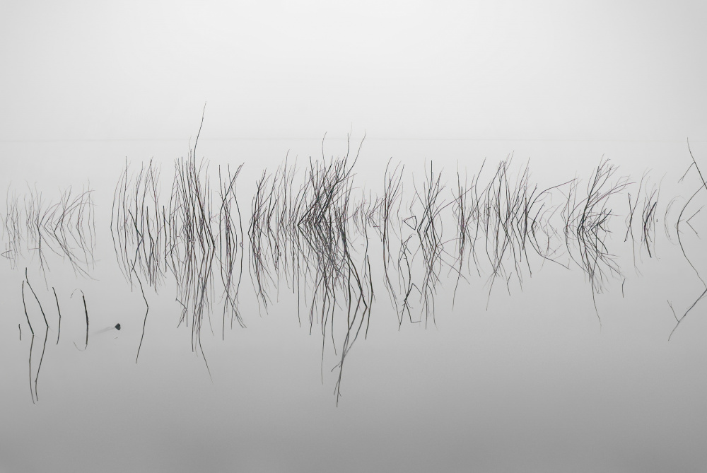 Tranquil Water Reflections by Wei Liu — canvas wall art