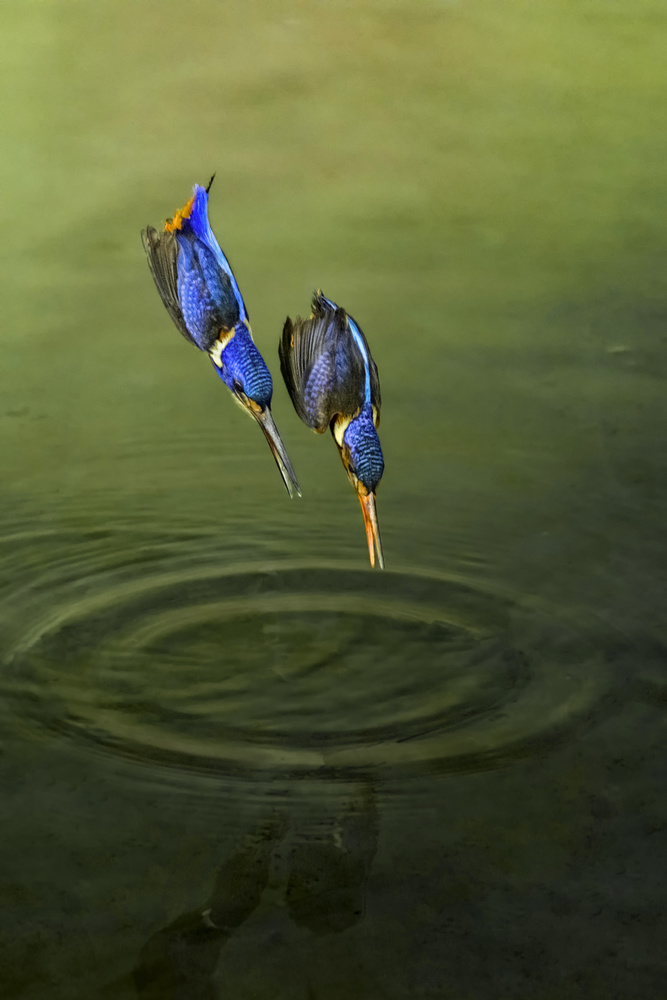 Blue Kingfishers Plunge by Handi Nugraha — canvas wall art