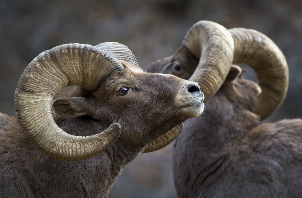 Majestic Bighorn Rams by verdon — canvas wall art
