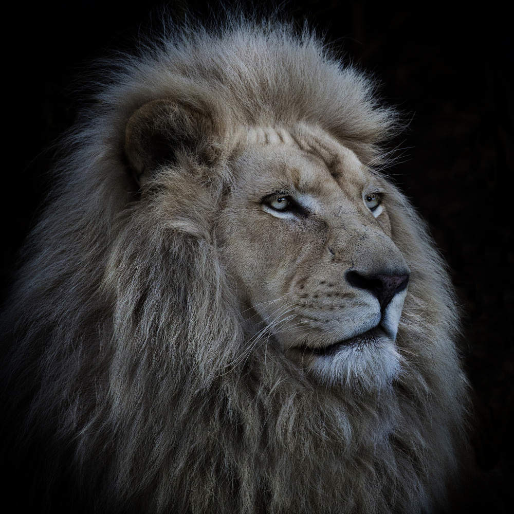 Majestic White Lion by Louise Wolbers — canvas wall art