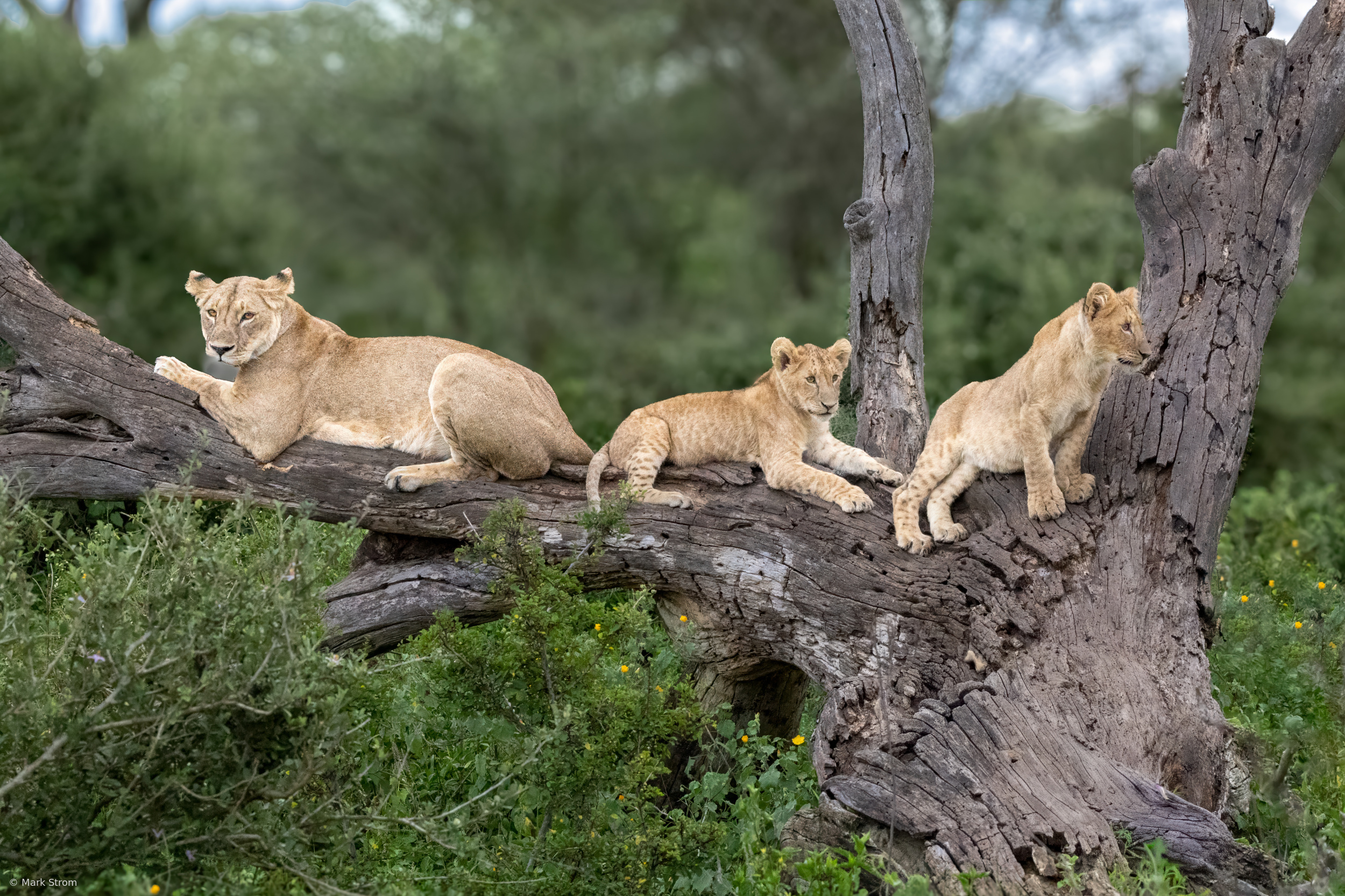 Their Favorite Lookout
