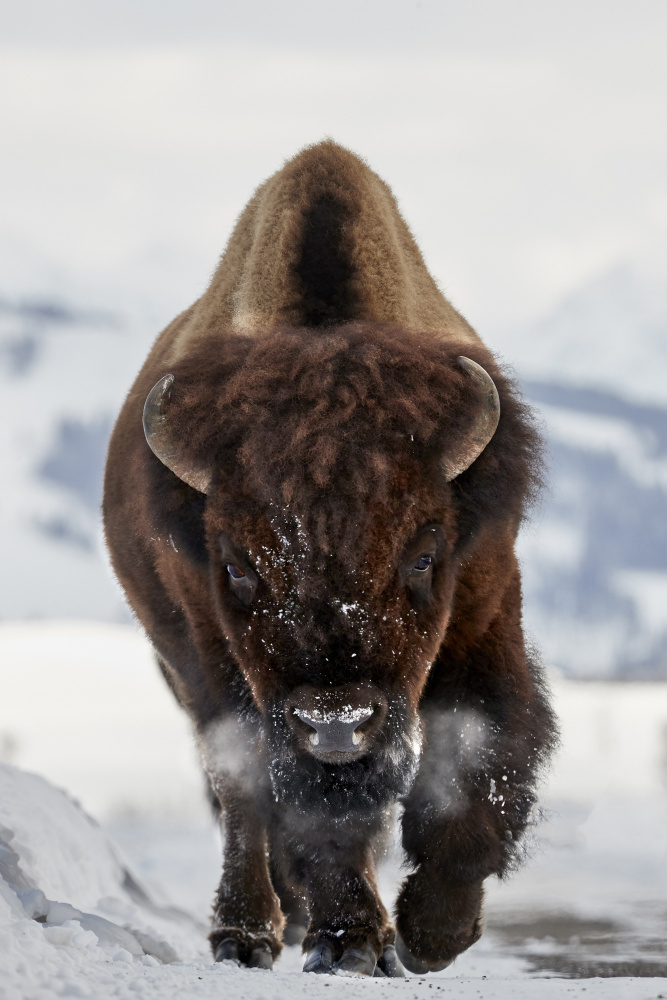 Bison Winter Walk by Peter Hudson — canvas wall art