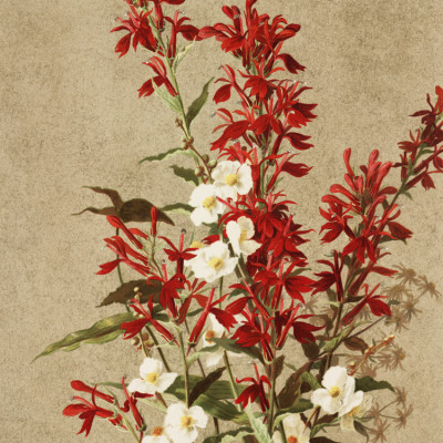 Cardinal Flowers