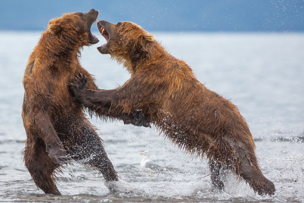 Grizzly Bear Battle by Denis Budkov — canvas wall art