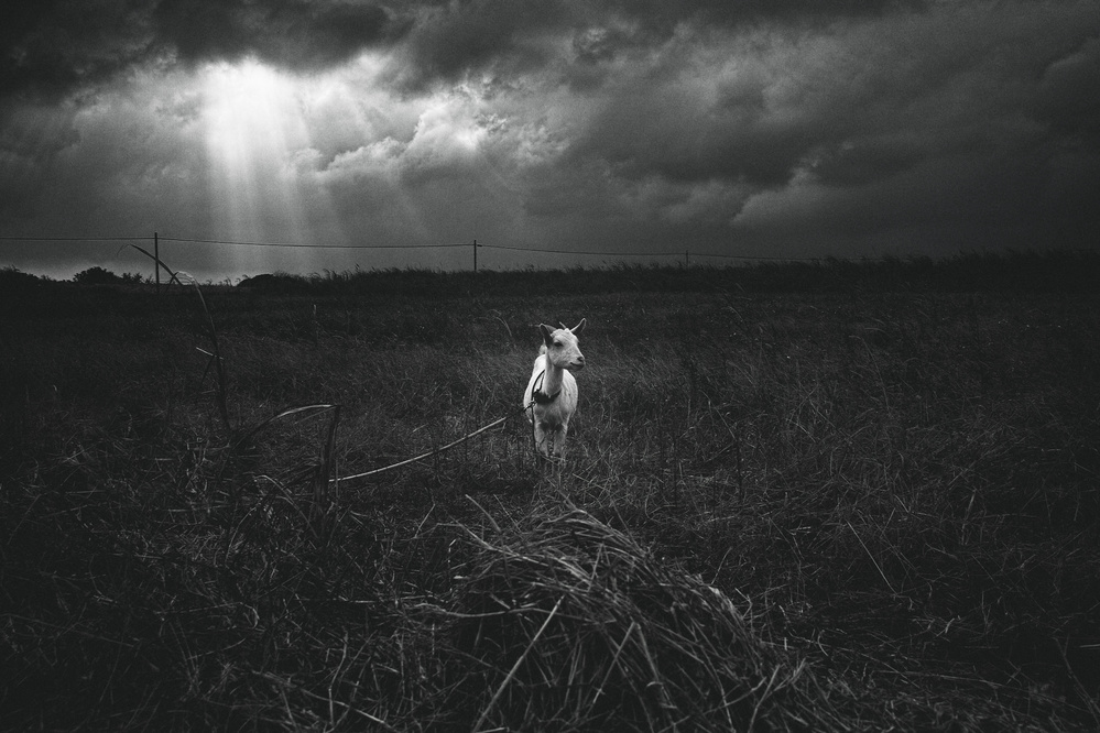 Lone Goat Dramatic Sky by Koji Sugimoto — canvas wall art