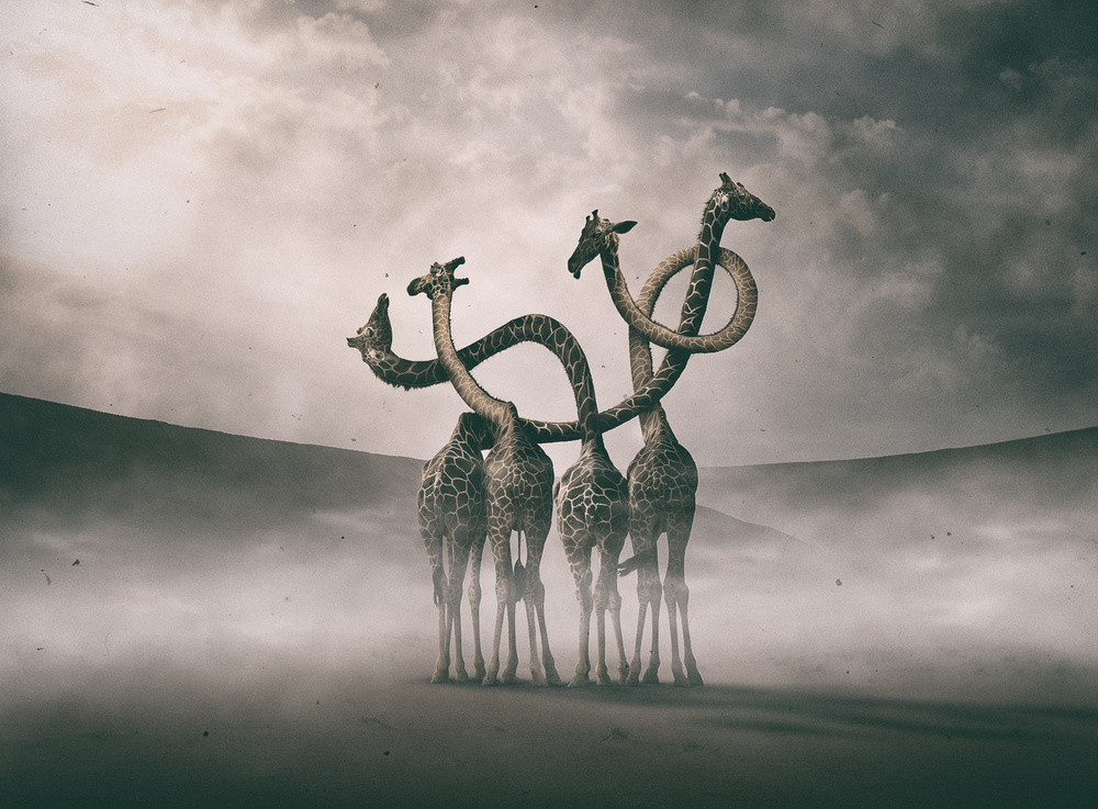 Surreal Giraffe Necks by Hussain Buhligaha — canvas wall art