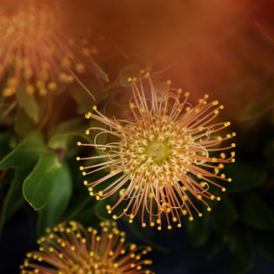 Vibrant Australian Native Flowers
