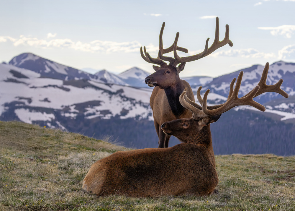 Elk In Snowy Mountains by verdon — canvas wall art