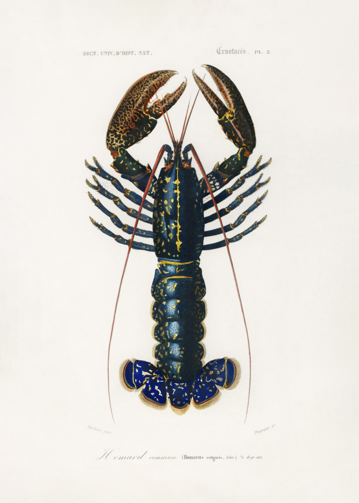 Crimson Crawfish by Charles Dessalines D Orbigny — canvas wall art