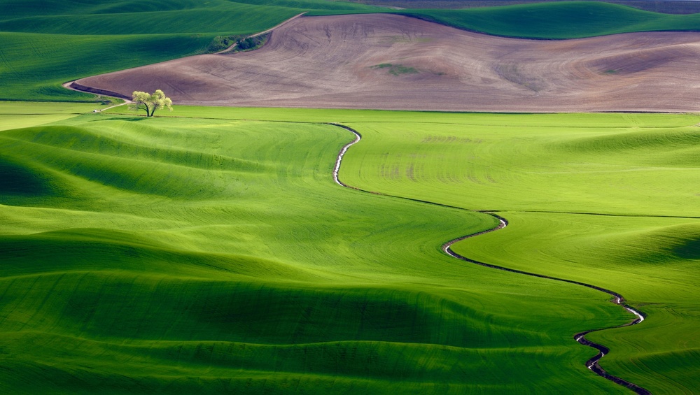 Green Hills Winding Path by Danny Gao — canvas wall art