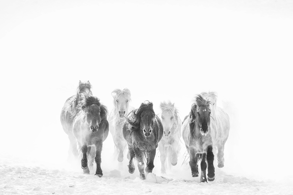 Majestic Horses Winter by Bingo Z — canvas wall art