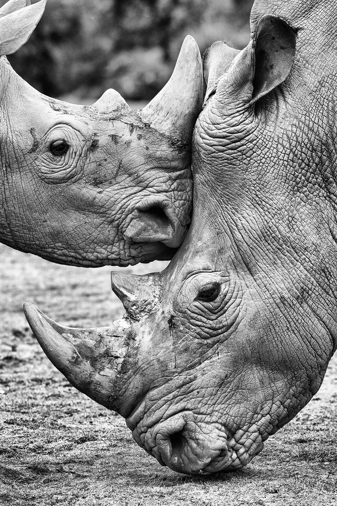 Rhino Tenderness by Jesus Concepcion Alvarado — canvas wall art