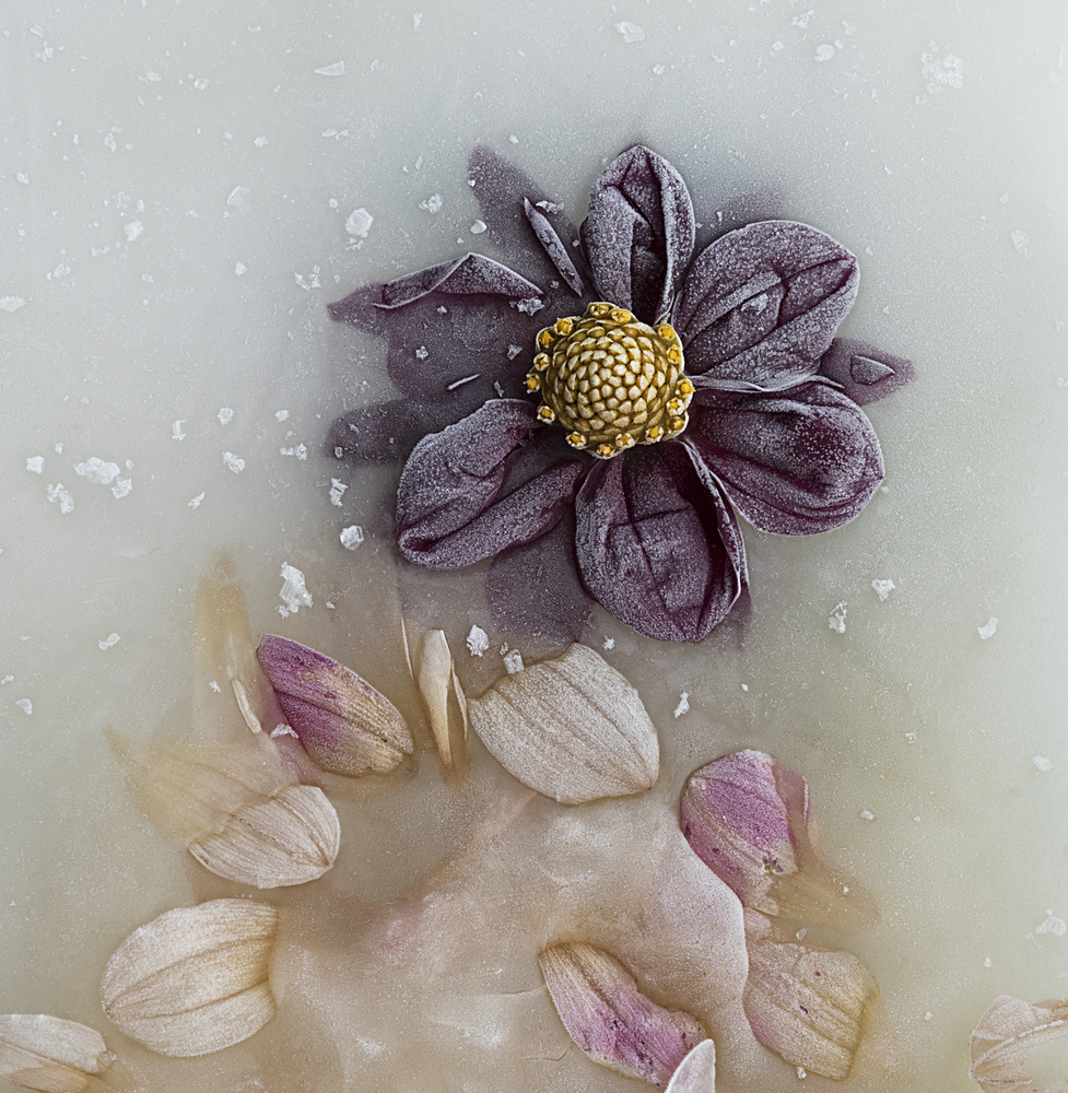 Frozen Dahlia Bloom by Pedro Uranga — canvas wall art