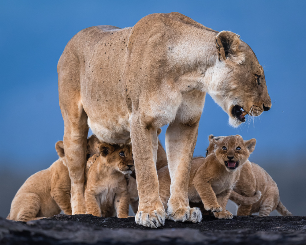 Mother Lioness And Cubs by Ahmed Sobhi — canvas wall art