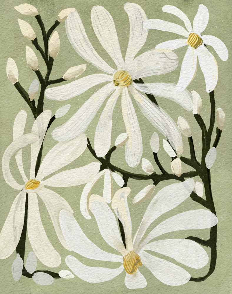 Star Magnolia Florals on Sage background by Katie O'Shea — canvas wall art