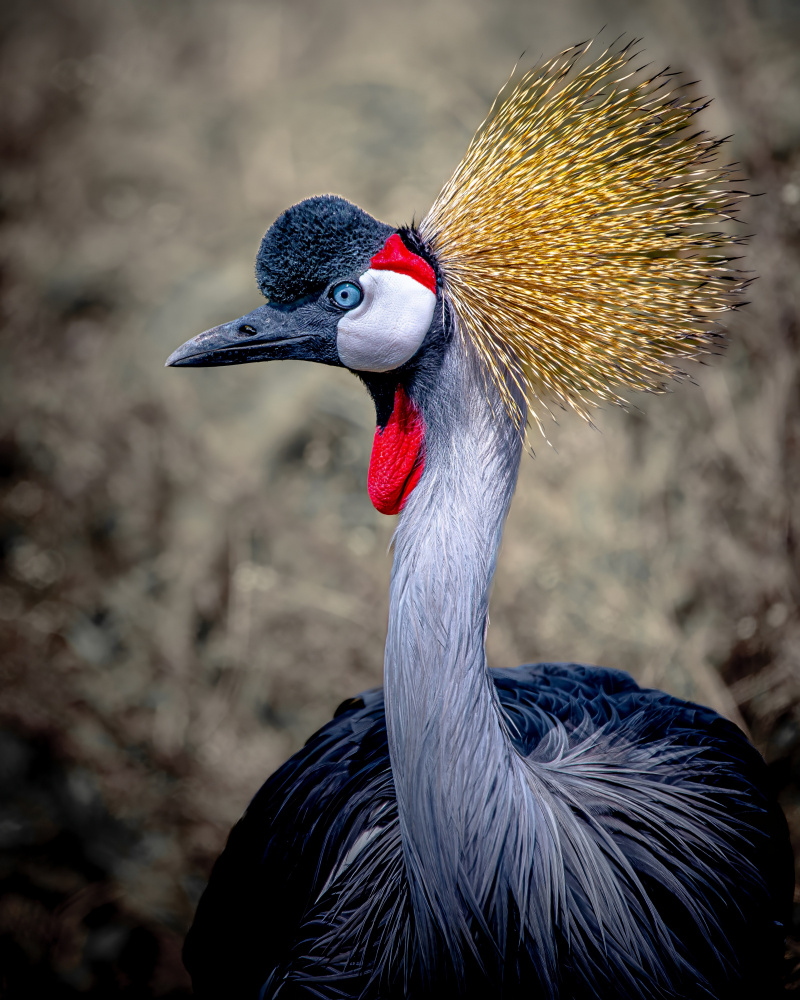 Golden Crowned Crane by Amro — canvas wall art