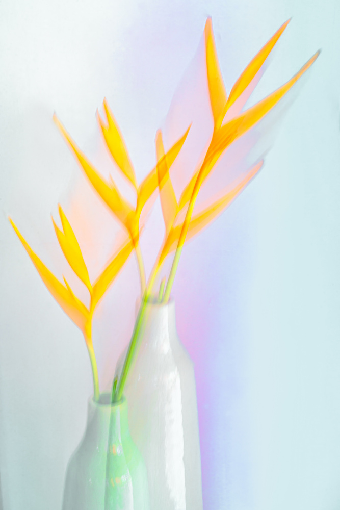 Dreamy Tropical Blooms by Florent Dirk Thies — canvas wall art