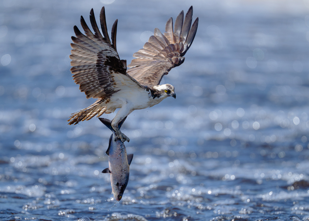 Osprey Fish Catch by Johnny Chen — canvas wall art