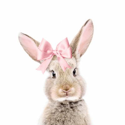 Bunny With a Bow
