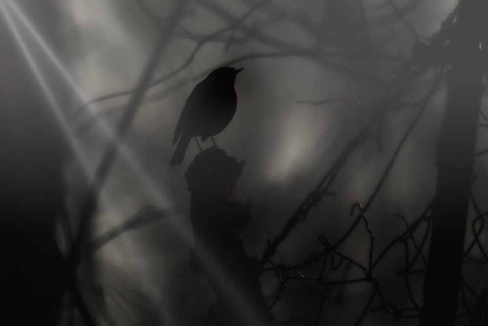 Mysterious Forest Silhouette by Stefano Scappazzoni — canvas wall art