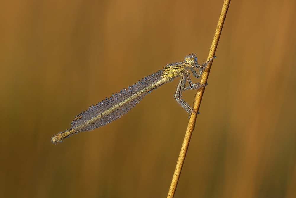 Dewy Morning Damselfly by Rostislav Kralik — canvas wall art