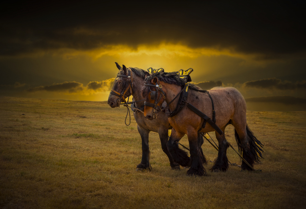 Golden Hour Draft Horses by Laruelle Philippe — canvas wall art