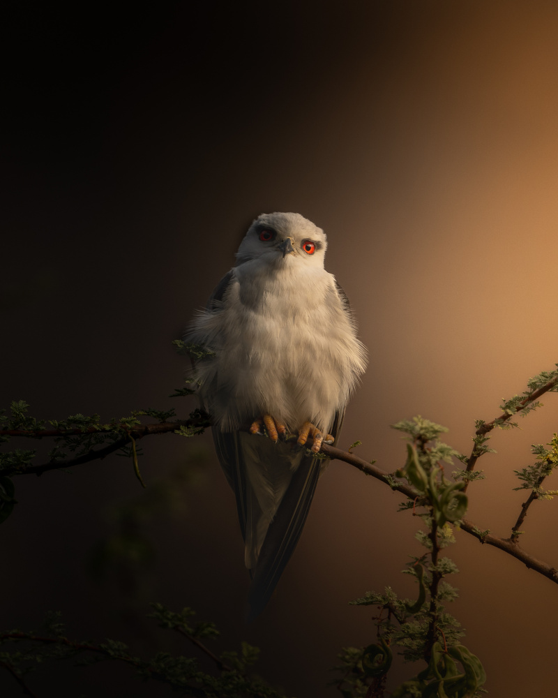 Intense White Raptor by Abhinav Sharma — canvas wall art