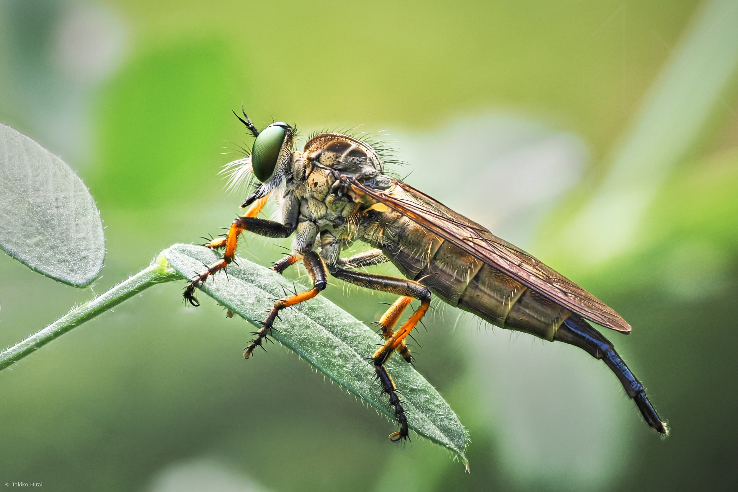 Robber fly