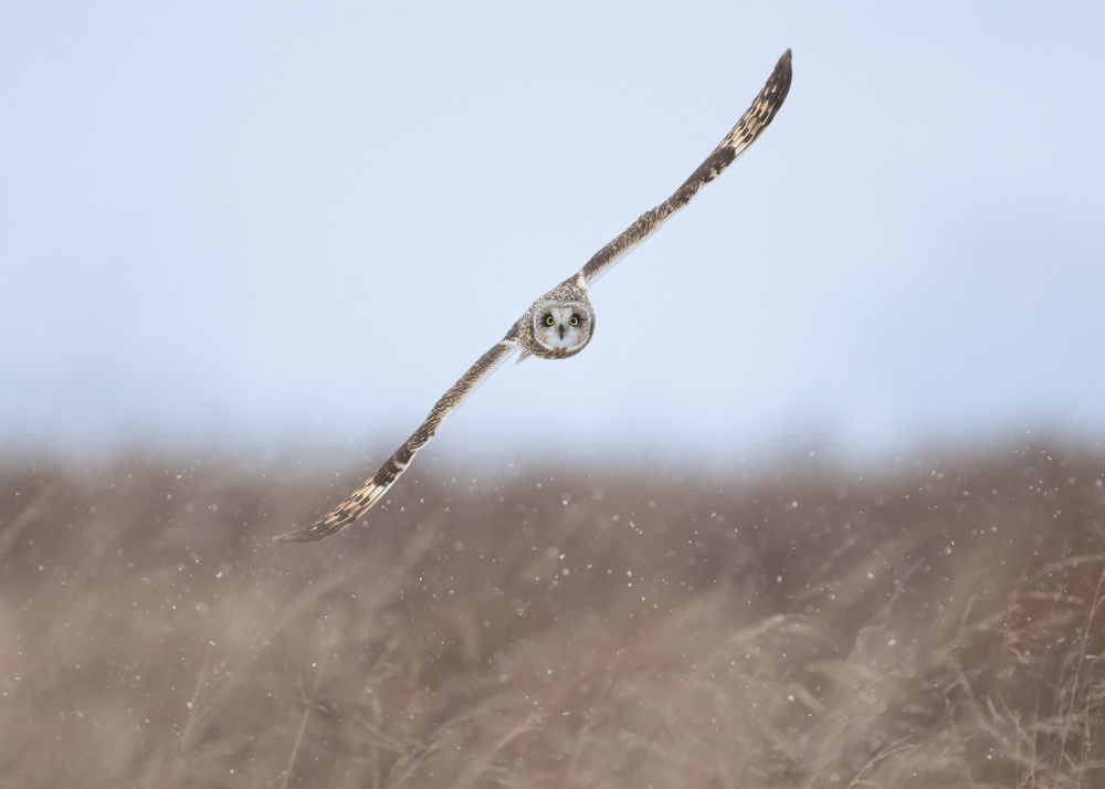 Winter Owl's Direct Gaze by Tony Xu — canvas wall art