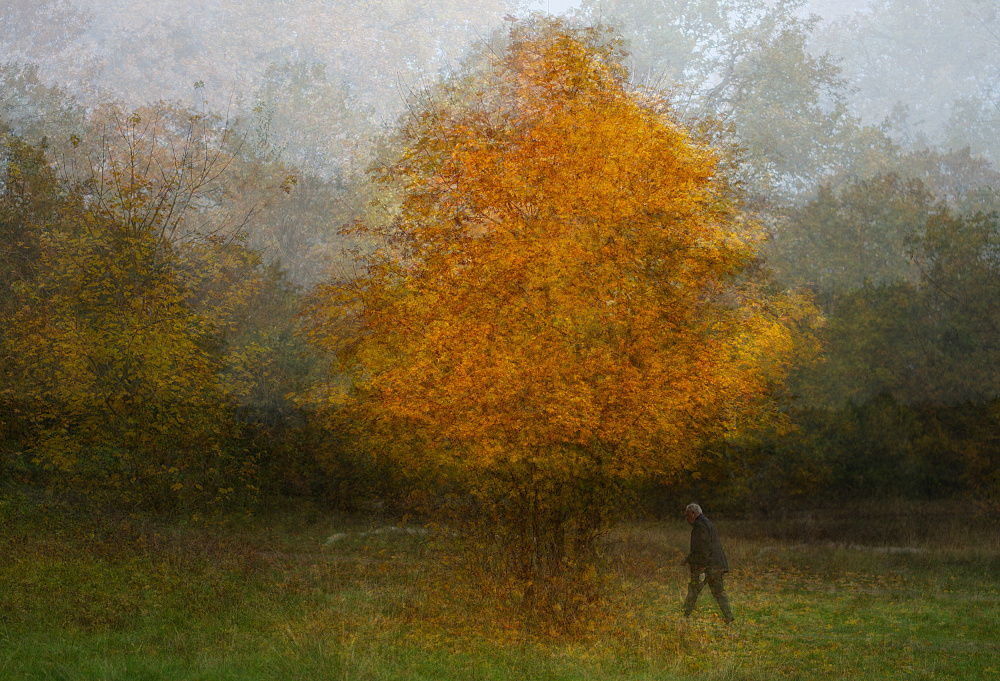 Golden Autumn Walk by Katarina Holmström — canvas wall art