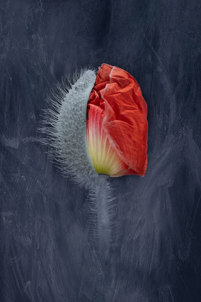 Emerging Red Poppy by Richard Urbanski — canvas wall art