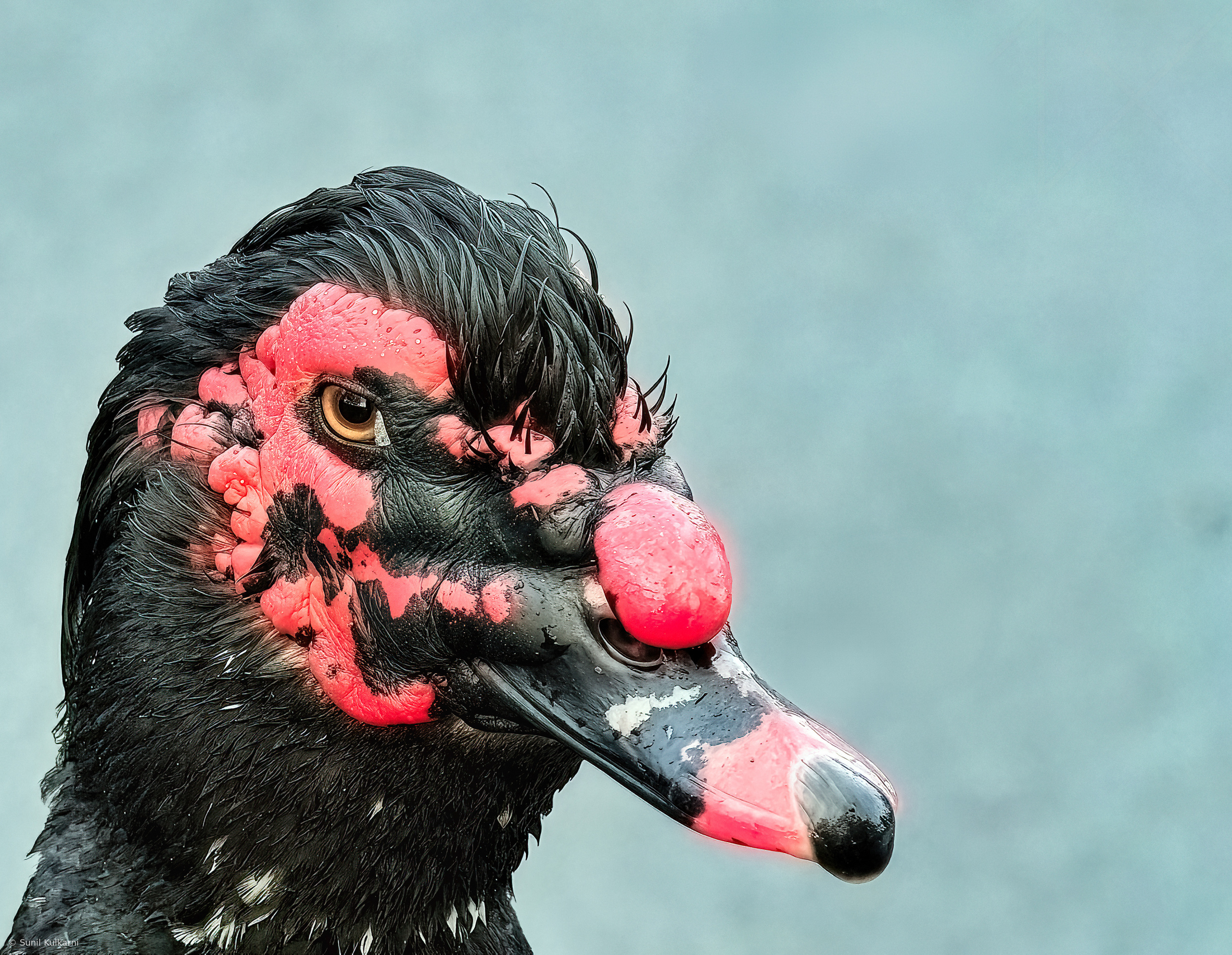 Muscovy Duck