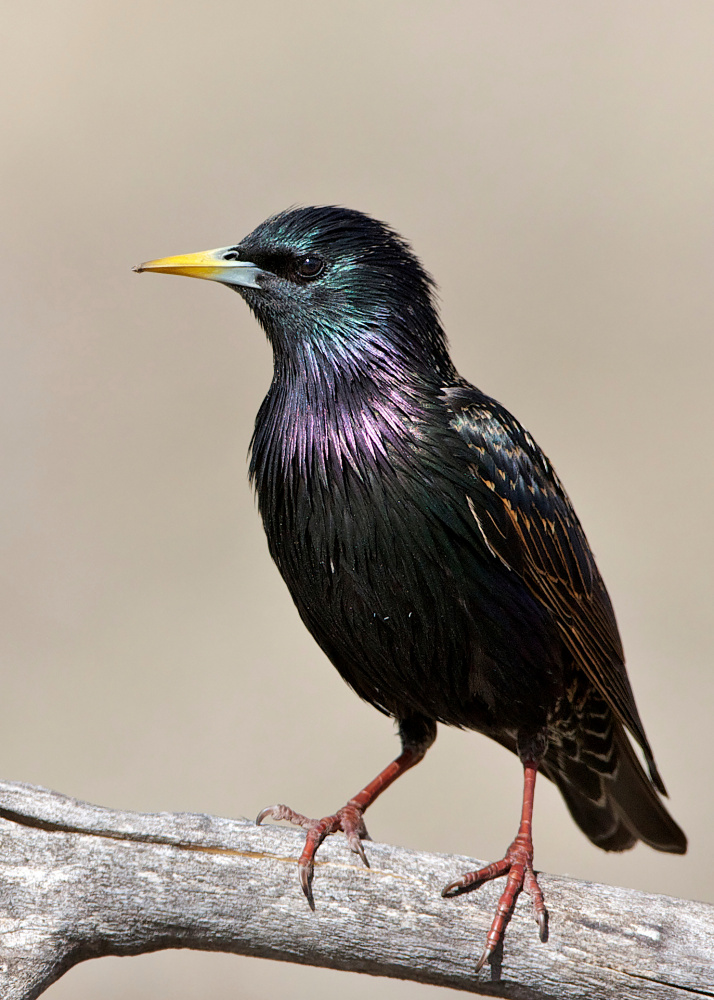 Iridescent Starling Perched by verdon — canvas wall art